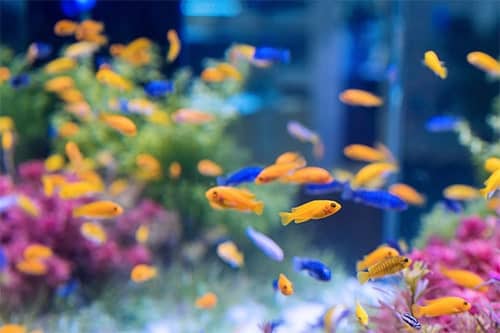 comment-demenager-aquarium-dmd-paris