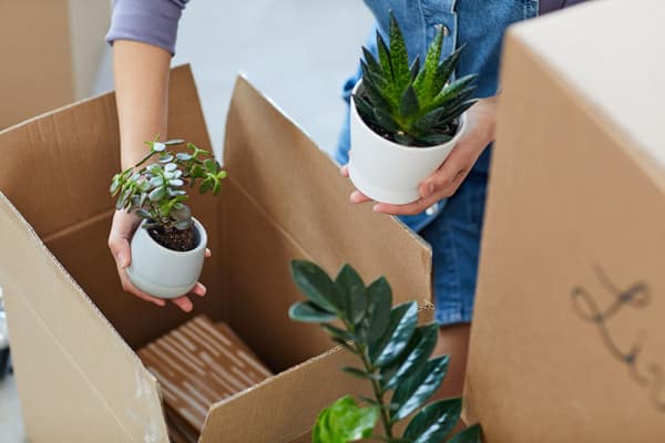 déménager ses plantes