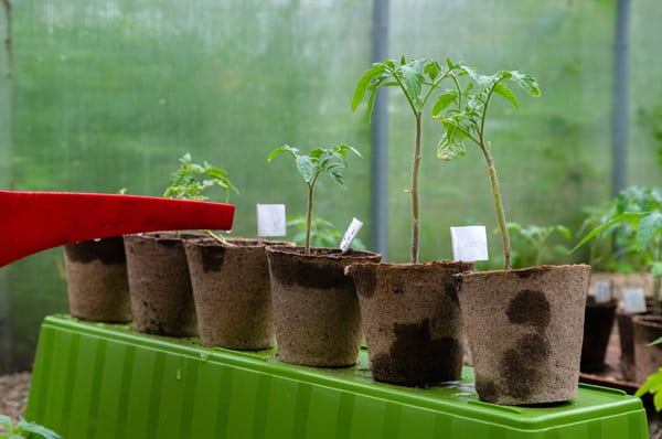 entretenir ses plantes avant le déménagement